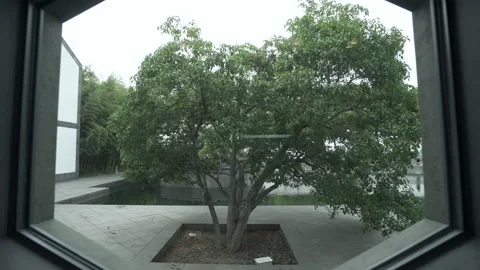 Green tree against sky seen through glass window - Suzhou, China Stock Footage 149670246