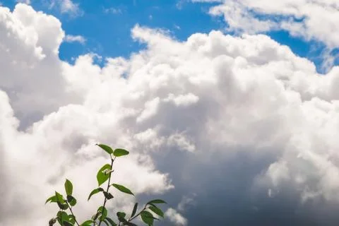 Green tree against white clouds in blue sky Stock Photos