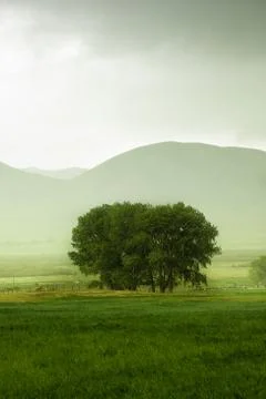 Green tree amid green fields in storm Stock Photos