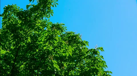 Green tree and blue sky. Timelapse. Video stock 38522326