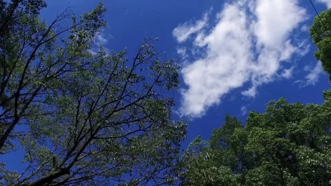 Green tree and blue sky Stock Footage 73447638