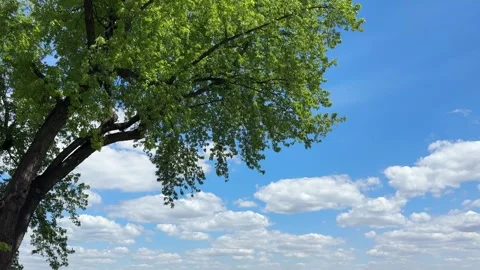 Green tree and blue sky with white clouds. Stock Footage 337924975