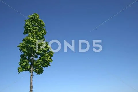 Green tree and blue sky Stock Photos