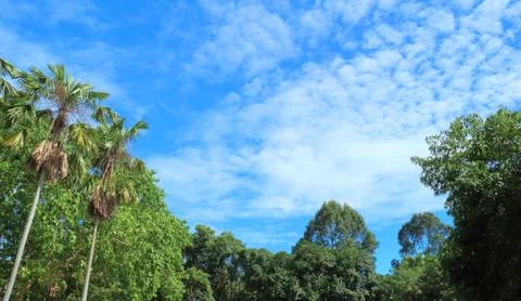 Green tree and blue sky Stock Photos