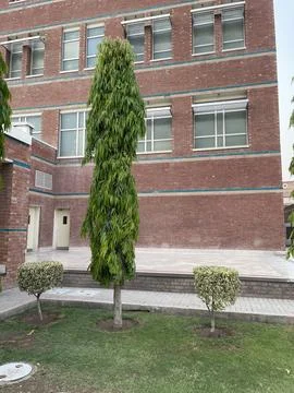 Green Tree and Brick Architecture Stock-Fotos