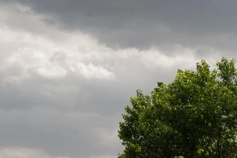 Green tree and clouds on a cloudy day Stock Photos