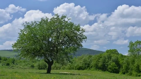 Green tree and cloudy sky Stock Footage 82530394