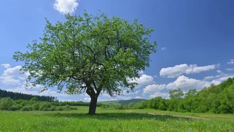 Green tree and cloudy sky Video stock 82539429