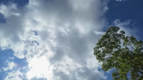 Green Tree and Dramatic Clouds under Blue Sky Stock Footage 346273370