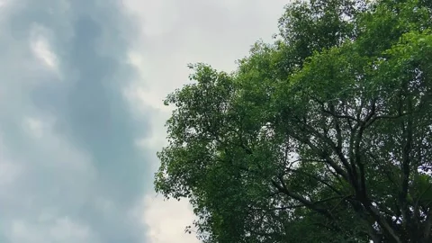 Green Tree and Dramatic Cloudy Sky in Nature Vídeos de archivo 341722615
