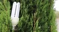 Green tree and energy saving light bulb HD Footage