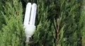 Green tree and energy saving light bulb HD Footage