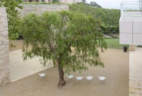 A green tree and five white chairs are arranged in a semi-circle around the.. Stock Photos