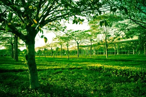 Green tree and grass Stock-Fotos
