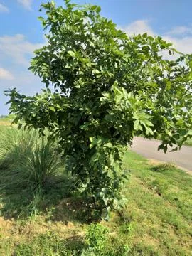 Green tree and grass Stock Photos