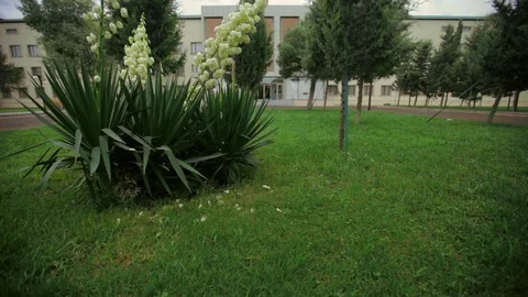 Green tree and grasses in the yard hospital Stock Footage 86410274