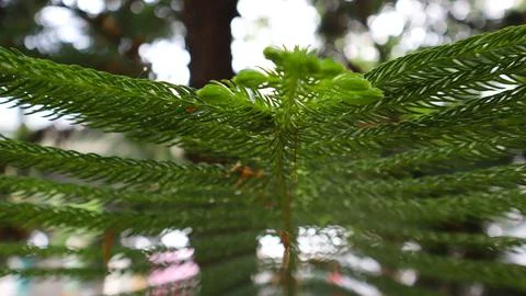 Green tree and leaf texture 스톡 사진