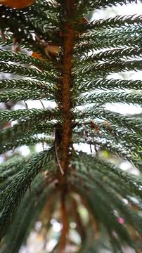 Green tree and leaf texture Stock Photos