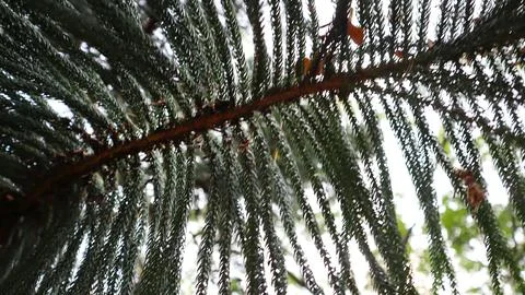 Green tree and leaf texture 스톡 사진