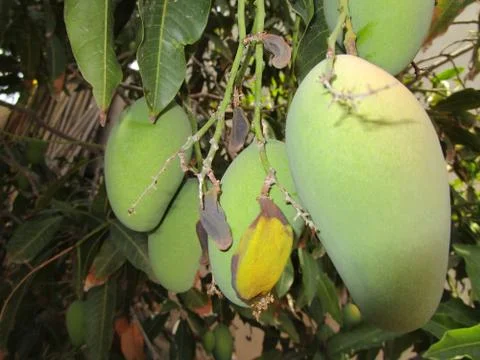 Green tree and mango Stock Photos