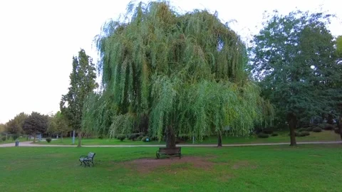 Green tree and park bench Stock Footage 289160232