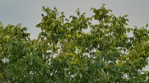 Green tree and rainbow in the sky in summer Stock Footage 127309948