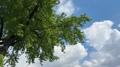 Green tree and sky beautiful clouds. Stock Footage 336332118