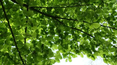 Green tree and sky from below, twisting worm`s-eye view panning shot Video stock 12456033