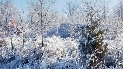 Green tree and snow Stock-Footage 1052147