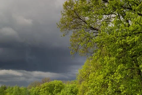 Green Tree and Storm Clouds Stock Photos