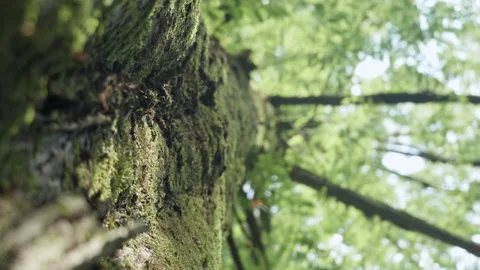 Green tree and tree bark close-up Stock Footage 158994177