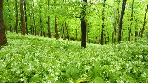 Green tree and wild garlic flowers blossoming Video stock 276456576