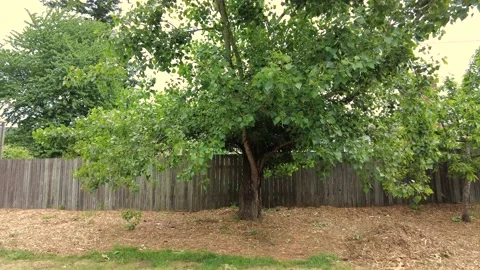 A Green Tree and the Wind Stock Footage 154482689