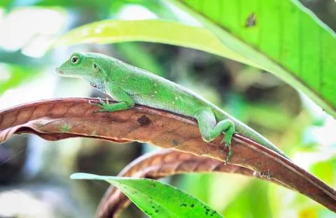 Green tree anole on a leaf in Costa Rica Stock Photos