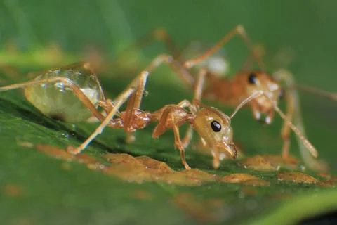 Green Tree Ant Macro Stock Photos