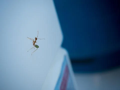 Green Tree Ant Stock Photos