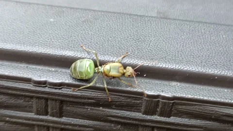 A Green Tree Ant worker Video stock 238829694