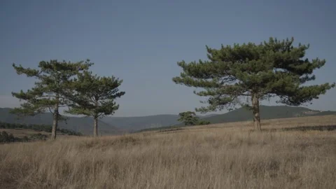 Green tree in arid land Stock Footage 166713626
