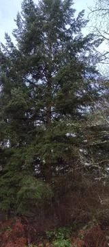 Green tree backdrop large evergreen background Stock Photos
