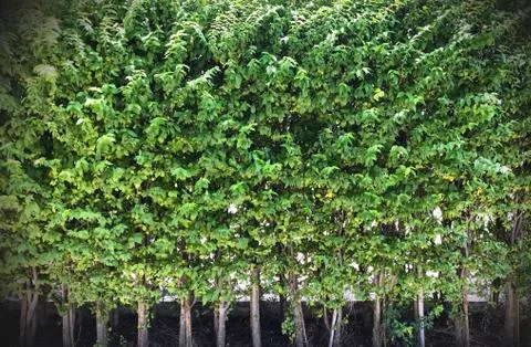 The green tree background by dark corner. Stock Photos