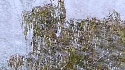 Green tree on background of heavy snowfall Stock Footage 235235584