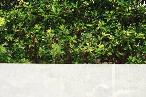 Green tree background Stock Photos