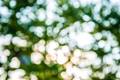 Green tree background. Stock Photos