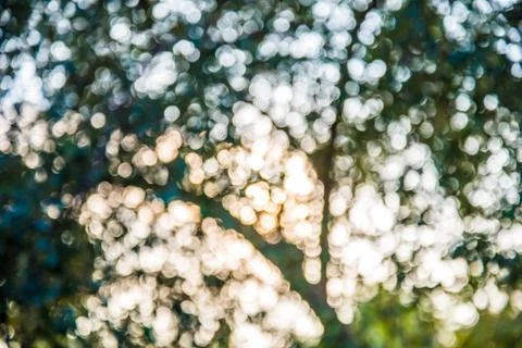 Green tree background. Stock Photos