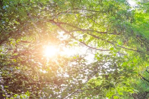 Green tree background Stock Photos