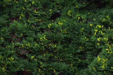 Green tree background Stock Photos