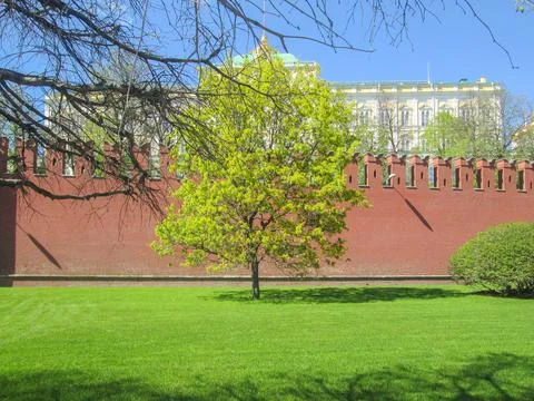 Green tree on the background of a red brick wall Stock Photos