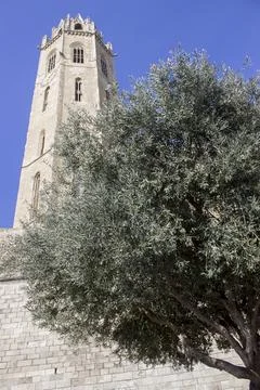 Green tree in the background of the tower Stock-Fotos