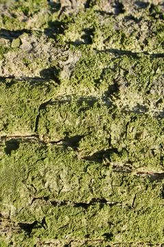 Green Tree Bark Texture Backgrounds with vertical 스톡 사진