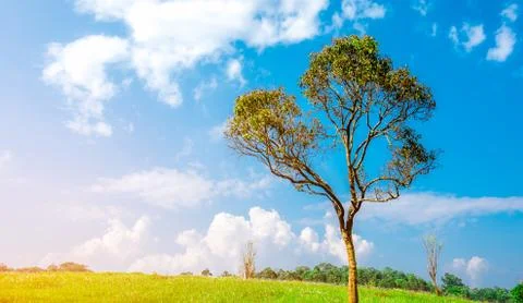 Green tree with beautiful branches pattern on hill and green grass field with 库存照片